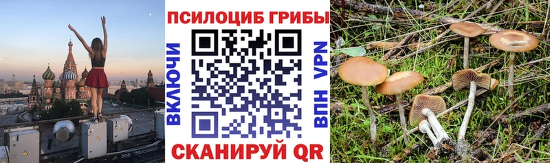 Галлюциногенные грибы Cubensis  что такое наркотик  Выборг 