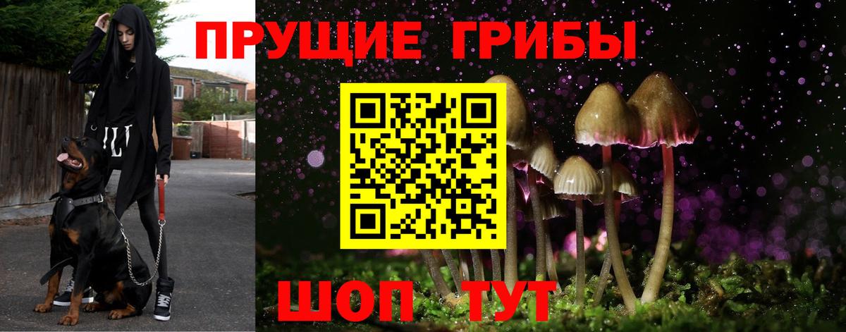 Псилоцибиновые грибы Psilocybe Выборг